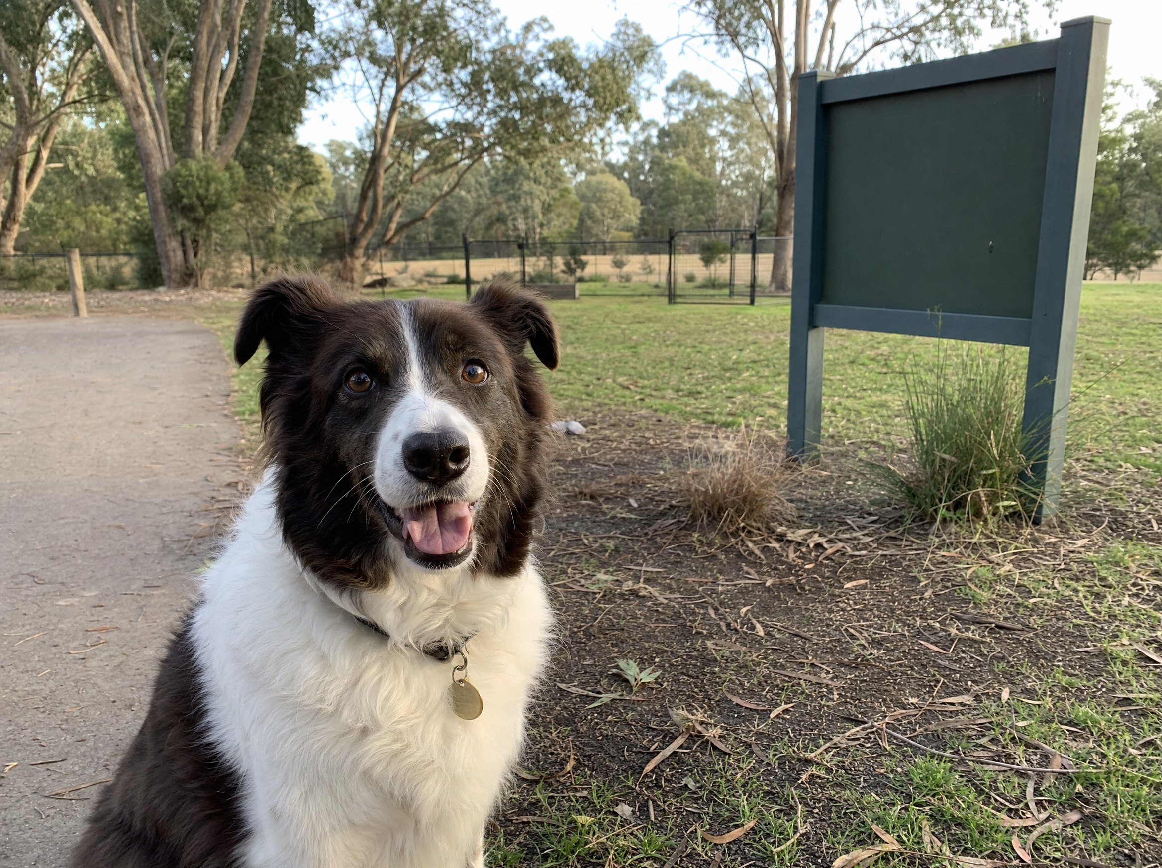 Dog in a public park with council reserve context for a pet permit example