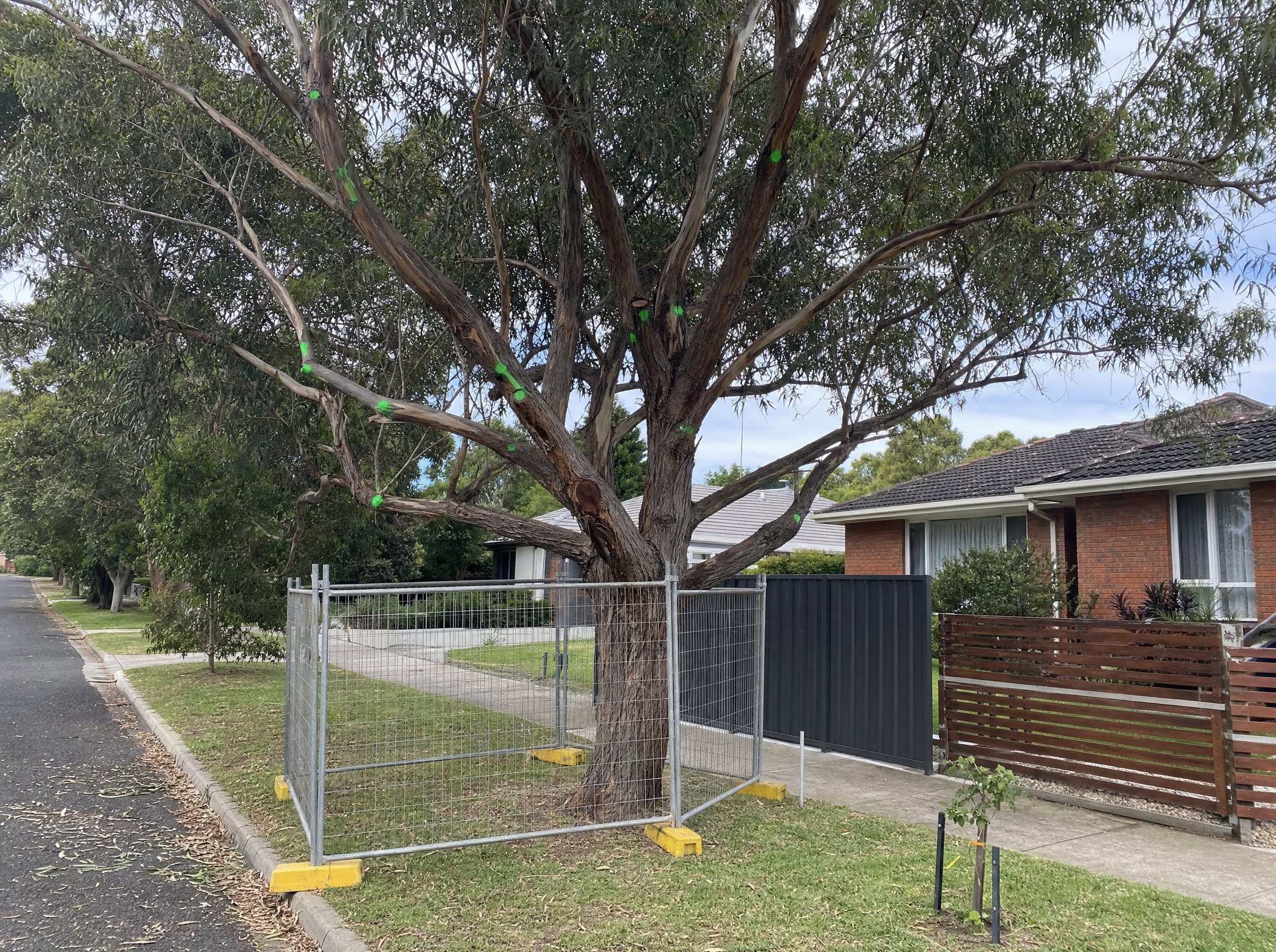 Street tree and verge area prepared for a vegetation permit inspection